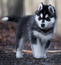 Siberian Husky Nordic Fire