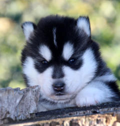 Siberian Husky Nordic Fire