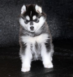 Siberian Husky Nordic Fire