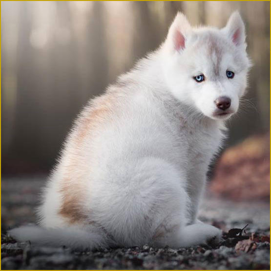 Siberian Husky Nordic Fire