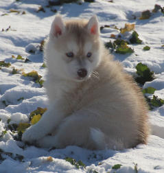 Siberian Husky Nordic Fire