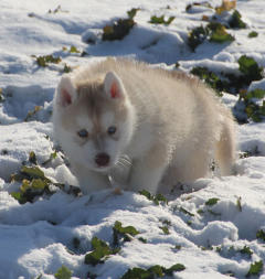 Siberian Husky Nordic Fire