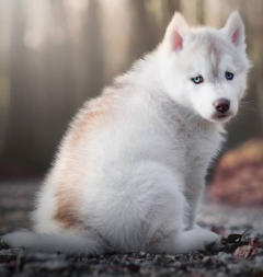 Siberian Husky Nordic Fire