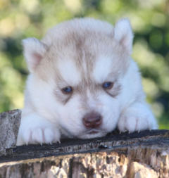 Siberian Husky Nordic Fire