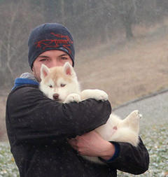 Siberian Husky Nordic Fire