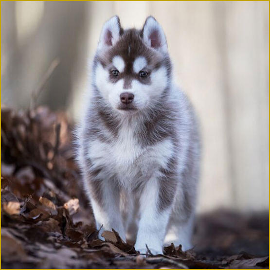 Siberian Husky Nordic Fire