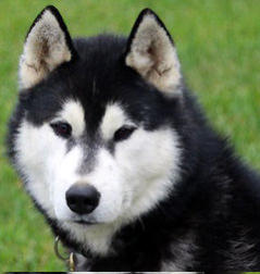 Siberian Husky Nordic Fire