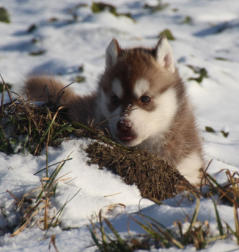 Siberian Husky Nordic Fire