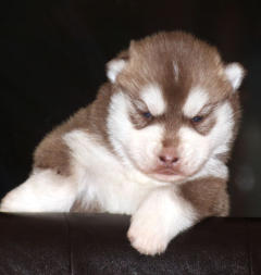 Siberian Husky Nordic Fire