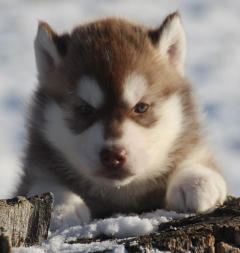 Siberian Husky Nordic Fire