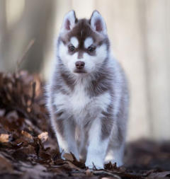 Siberian Husky Nordic Fire