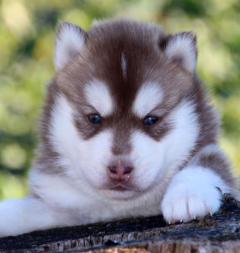 Siberian Husky Nordic Fire