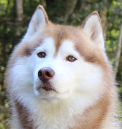 Siberian Husky Nordic Fire