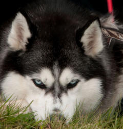 Siberian Husky Nordic Fire