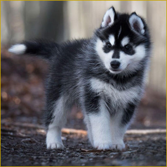 Siberian Husky Nordic Fire