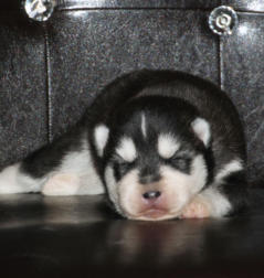 Siberian Husky Nordic Fire