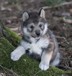 Siberian Husky Nordic Fire