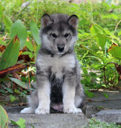 Siberian Husky Nordic Fire