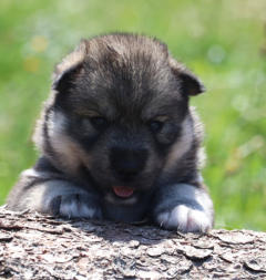 Siberian Husky Nordic Fire