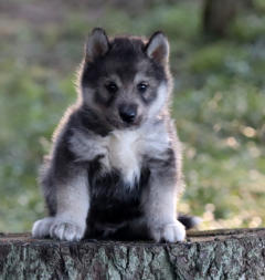 Siberian Husky Nordic Fire