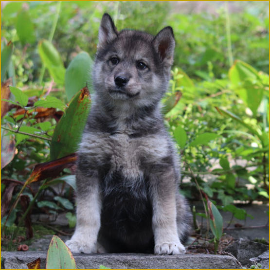 Siberian Husky Nordic Fire