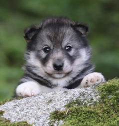 Siberian Husky Nordic Fire