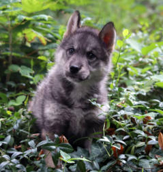 Siberian Husky Nordic Fire