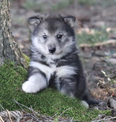 Siberian Husky Nordic Fire