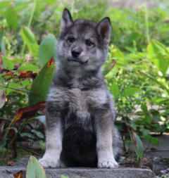 Siberian Husky Nordic Fire