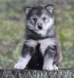 Siberian Husky Nordic Fire