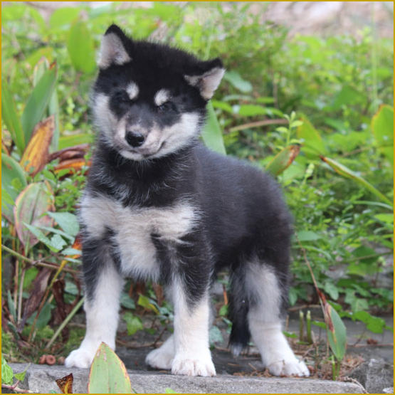 Siberian Husky Nordic Fire