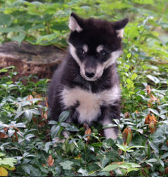 Siberian Husky Nordic Fire