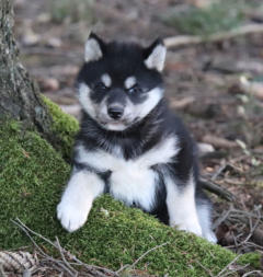 Siberian Husky Nordic Fire