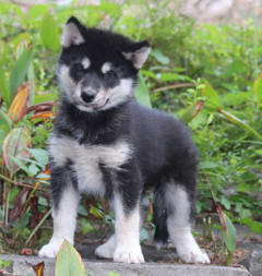 Siberian Husky Nordic Fire