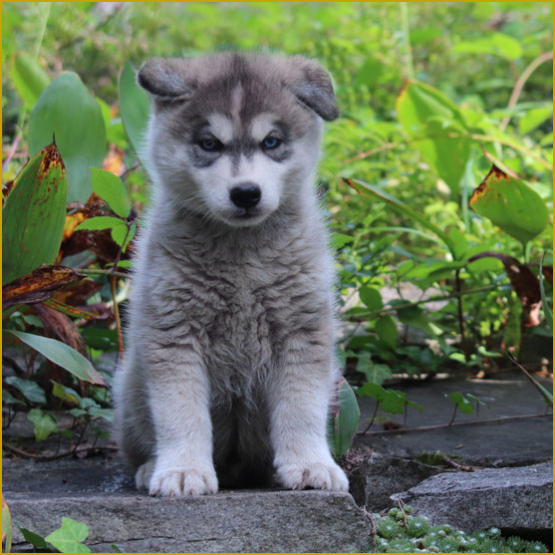 Siberian Husky Nordic Fire