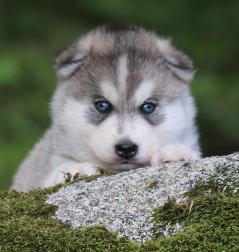 Siberian Husky Nordic Fire