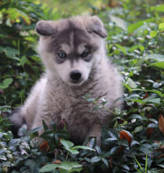 Siberian Husky Nordic Fire