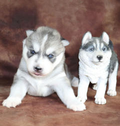 Siberian Husky Nordic Fire