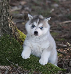 Siberian Husky Nordic Fire