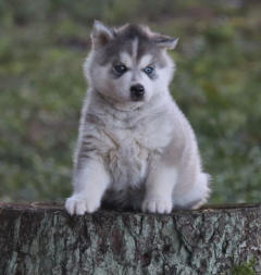 Siberian Husky Nordic Fire