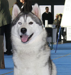 Siberian Husky Nordic Fire