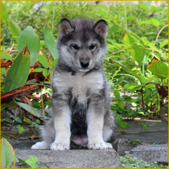 Siberian Husky Nordic Fire