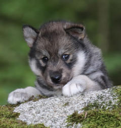 Siberian Husky Nordic Fire