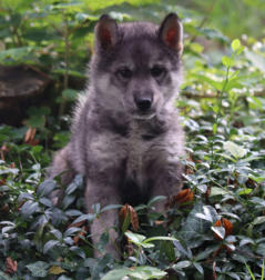 Siberian Husky Nordic Fire