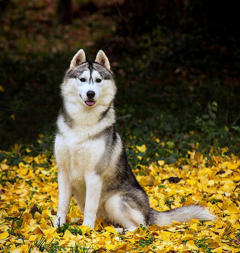 Siberian Husky Nordic Fire