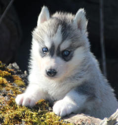 Siberian Husky Nordic Fire