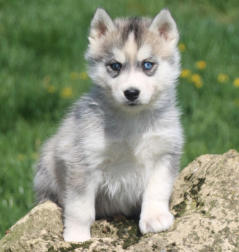 Siberian Husky Nordic Fire