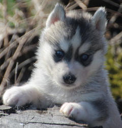 Siberian Husky Nordic Fire