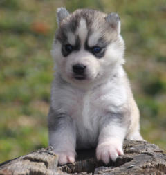 Siberian Husky Nordic Fire