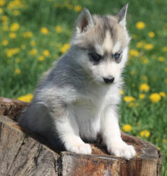 Siberian Husky Nordic Fire